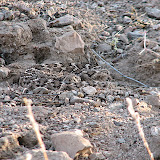 Find the rattlesnake 5/23