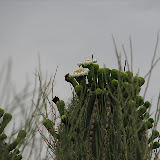 Saguaro flowers in bloom 5/20
