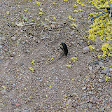 Hand-stand beetles under panels 5/16