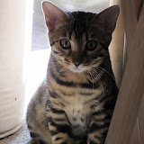 Niña - 4 mos. old