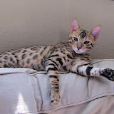 Macho napping (3.5 mos)
