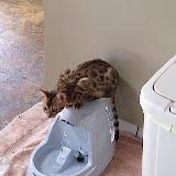 Macho: Love my fountain 3/9