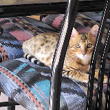 Macho hiding under table 3/9