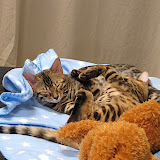 Tangle of spots 3/11