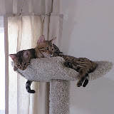 Lovin' our perch 3/14