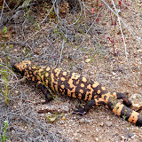 Kathy's photo of the Gila monster