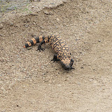 Gila Monster - Tucson Wash 4/16