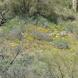 Mexican Golden poppies in back yard