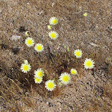 Desert Dandelion/Yellow Compositacea 4/34/3