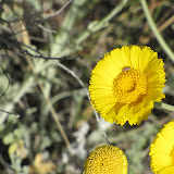 Desert Marigold &amp; bug, 4/12