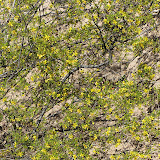 Creosote Bush in bloom 4/14