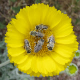 Bee-utiful bees close-up 4/18
