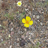 Happy Mexican Golden Poppy 4/18