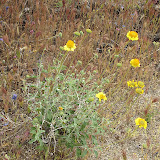 Unidentified yellow-flowering plant, AZ Trail 4/16