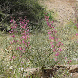 Parry's Beardtongue (Penstemon parryl) 4/3