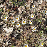 Woolly daisies 3/25