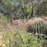 Fairy Dusteres behind barrel cactus 4/15