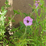 Southwestern Mock Vervain (AKA Verbena) 4/15