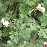 Unidentified white flowers, 4/18