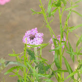 Southwestern Mock Vervain (AKA Verbena) 4/15