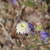Esteve's Pincushion 4/12
