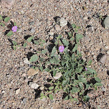 Trailing Four O'Clock 4/15