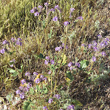 Scorpionweed
