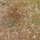 "Red Brome" desert grass, AZ Trail 4/16