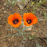 Mariposa on AZ Trail 4/16