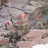 Indian Paintbrush - close up 4/22