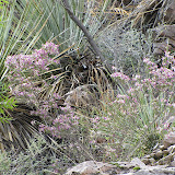 Dalea, Buehman Canyon 4/22