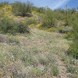 Wildflowers by RR track 4/15