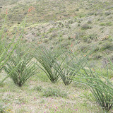 Ocotillo - AZ Trail 4/16