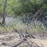 Stand of scorpionweed - Mammoth Wash 4/14