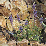 Lupine on rock wall 4/15
