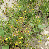 Seep Monkeyflower, Buehman Canyon 4/22