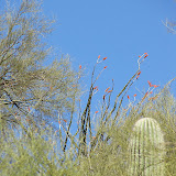 Ocotillo blooms 4/25