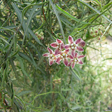 Fringed Twinevine 4/18
