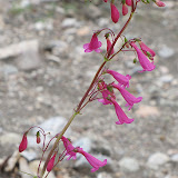 Close-up, Desert Penstemon 4/22