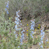 paleface delphinium  4/23