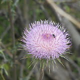 New Mexican Thistle - AZ Trail 4/16
