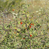Anderson's Wolfberry 4/15
