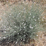 Unidentified plant with lavender flowers 4/26