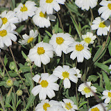 Close-up, tiny daisies, AZ Trail 4/29