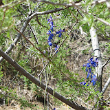 Tall Mountain Larkspur, AZ Trail 4/29