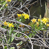 Close-up, Unidentified yellow flowers 4/28