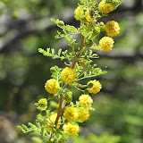 Blooming creosote bush 4/28