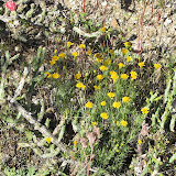Fiveneedle Pricklyleaf, AZ Trail 4/29