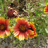 Firewheel Blanketflower, Rt. 77/Oracle, 5/2