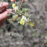 Rosary Baby Bonnets - Sabino Canyon, Tucson 5/1 - Richard Derr